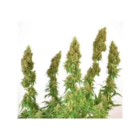 THC Victory - Dutch Passion Seeds | CBD Cannabis Seeds THC Victory - Dutch Passion Seeds | CBD Cannabis Seeds
