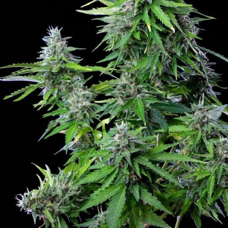 Royal Cookies - Royal Queen Seeds | Autoflowering Cannabis Seeds Royal Cookies - Royal Queen Seeds | Autoflowering Cannabis Seeds