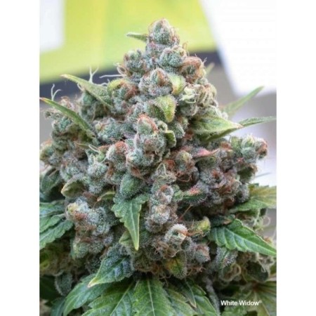 White Widow - Dutch Passion Seeds | Feminized Cannabis Seeds White Widow - Dutch Passion Seeds | Feminized Cannabis Seeds