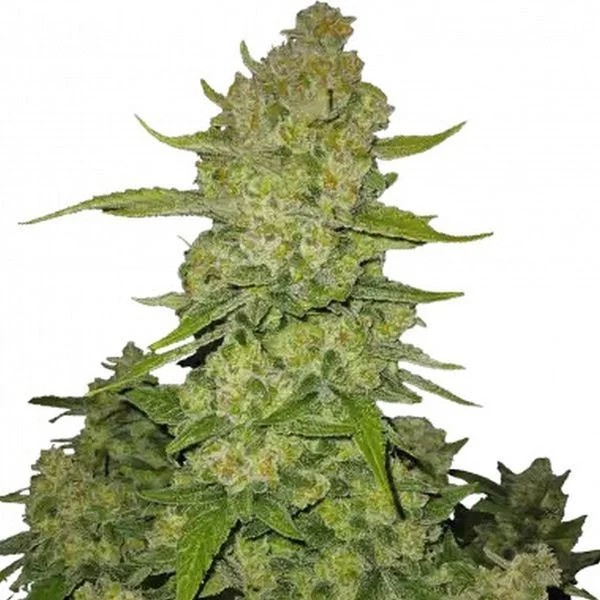 Papaya Cookies - Fast Buds Seeds | Autoflower
