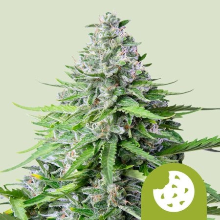 Royal Cookies - Royal Queen Seeds | Autoflowering Cannabis Seeds