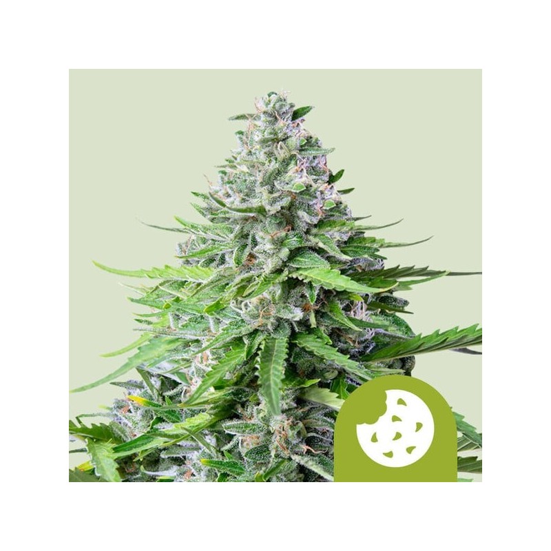 Royal Cookies - Royal Queen Seeds | Autoflowering Cannabis Seeds Royal Cookies - Royal Queen Seeds | Autoflowering Cannabis Seeds