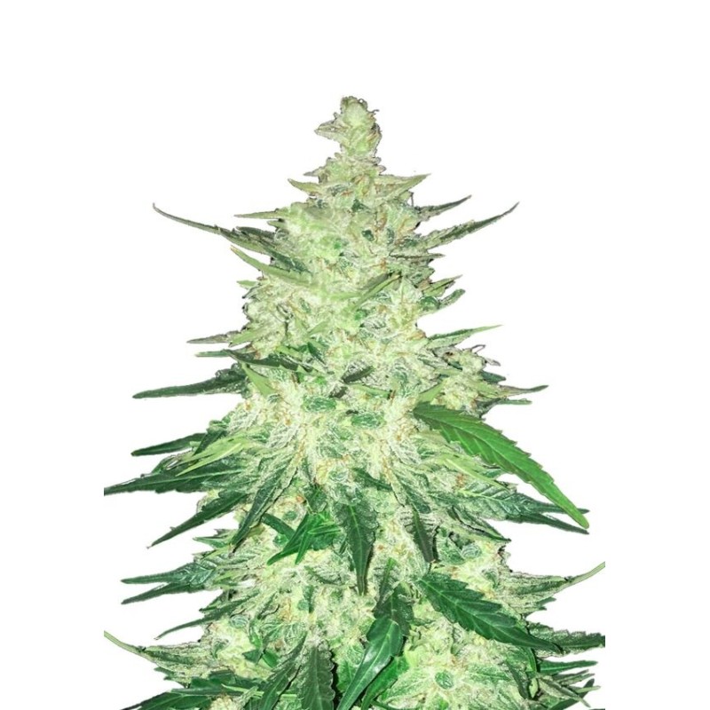 CBD 20-1 - Fast Buds Seeds | Autoflower Cannabis Seeds