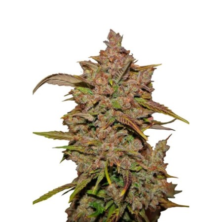 Crystal Meth - Fast Buds Seeds | Autoflower Cannabis Seeds