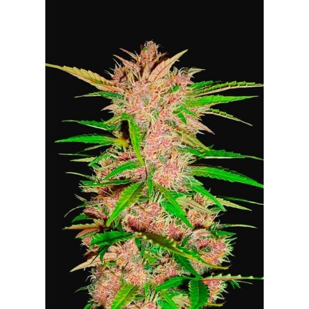 Fastberry - Fast Buds Seeds | Autoflower Cannabis Seeds