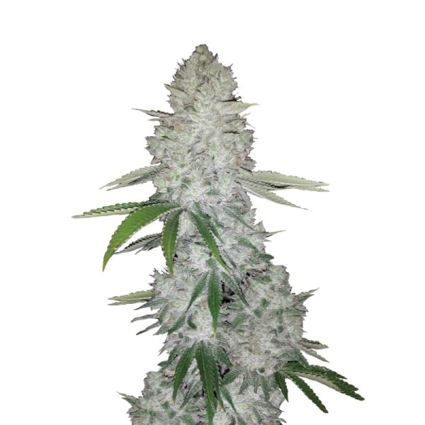 Gorilla Glue - Fast Buds Seeds | Autoflower