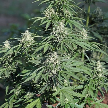 Royal Cookies - Royal Queen Seeds | Autoflowering Cannabis Seeds Royal Cookies - Royal Queen Seeds | Autoflowering Cannabis Seeds