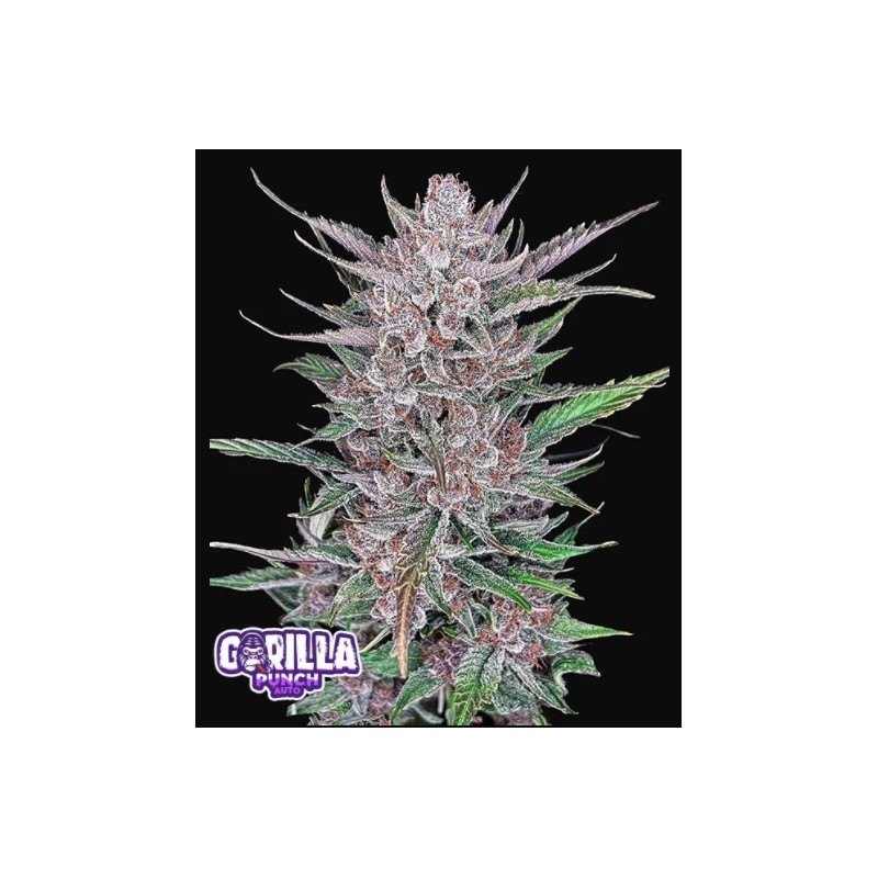 Gorilla Punch - Fast Buds Seeds | Autoflower Cannabis Seeds