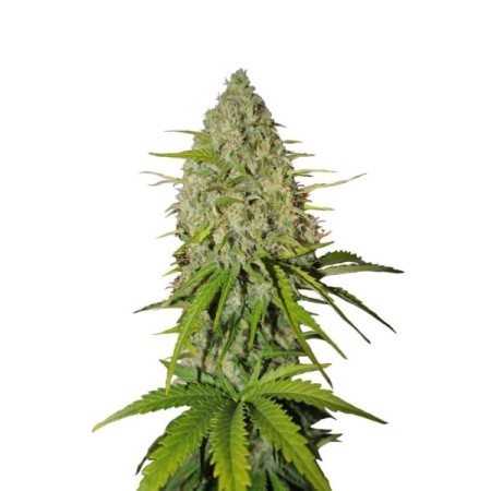 Grapefruit - Fast Buds Seeds | Autoflower Cannabis Seeds