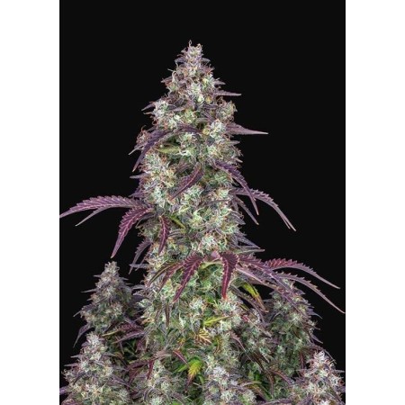 Lemon Pie - Fast Buds Seeds | Autoflower Cannabis Seeds