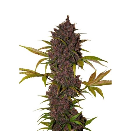 LSD-25 - Fast Buds Seeds | Autoflower Cannabis Seeds