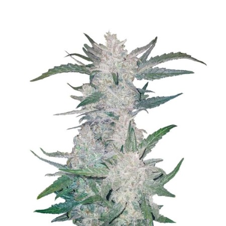 Mexican Airlines - Fast Buds Seeds | Autoflower Cannabis Seeds