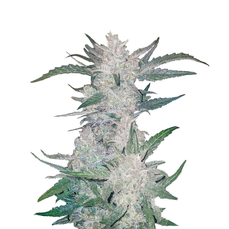 Mexican Airlines - Fast Buds Seeds | Autoflower Cannabis Seeds Mexican Airlines - Fast Buds Seeds | Autoflower Cannabis Seeds