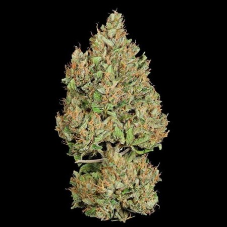 Royal Cookies - Royal Queen Seeds | Autoflowering Cannabis Seeds Royal Cookies - Royal Queen Seeds | Autoflowering Cannabis Seeds