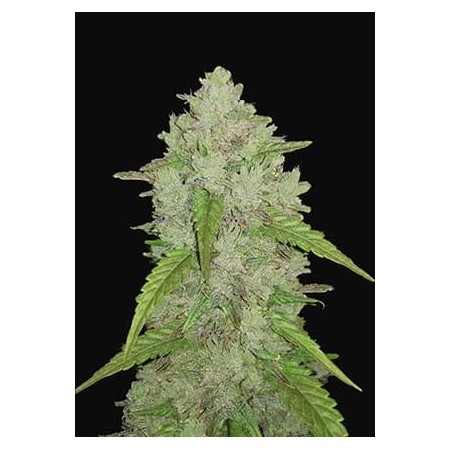 Amnesia Haze - Fast Buds Seeds | Autoflower Cannabis Seeds
