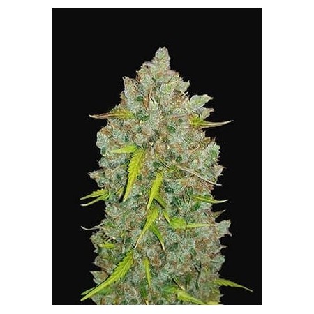 Bubblegum - Fast Buds Seeds | Autoflower Cannabis Seeds
