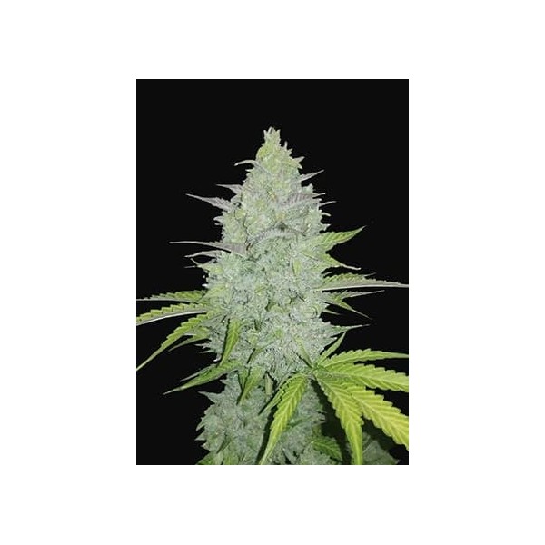 Cheese - Fast Buds Seeds | Autoflower