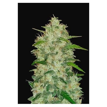 Chemdawg - Fast Buds Seeds | Autoflower Cannabis Seeds