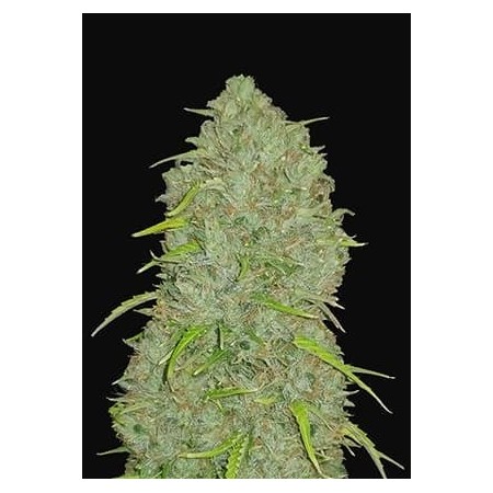 Jack Herer - Fast Buds Seeds | Autoflower Cannabis Seeds