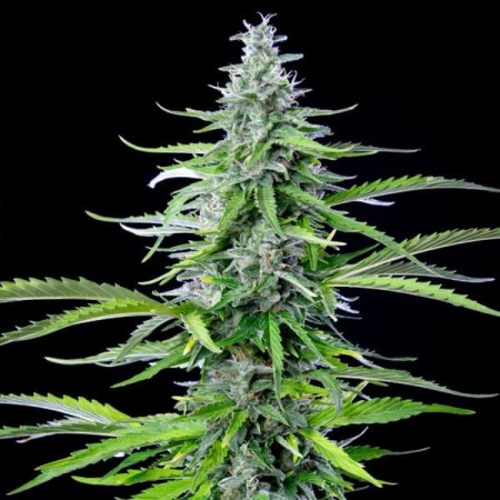 Royal Cookies - Royal Queen Seeds | Autoflowering Cannabis Seeds Royal Cookies - Royal Queen Seeds | Autoflowering Cannabis Seeds