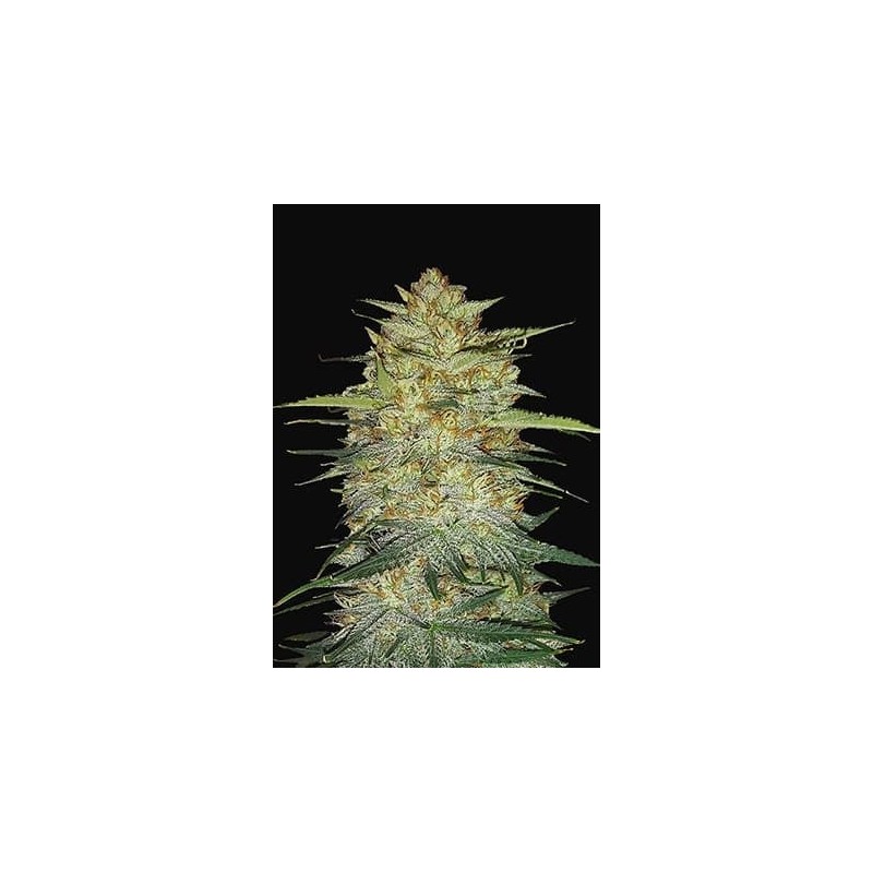 OG Kush - Fast Buds Seeds | Autoflower Cannabis Seeds