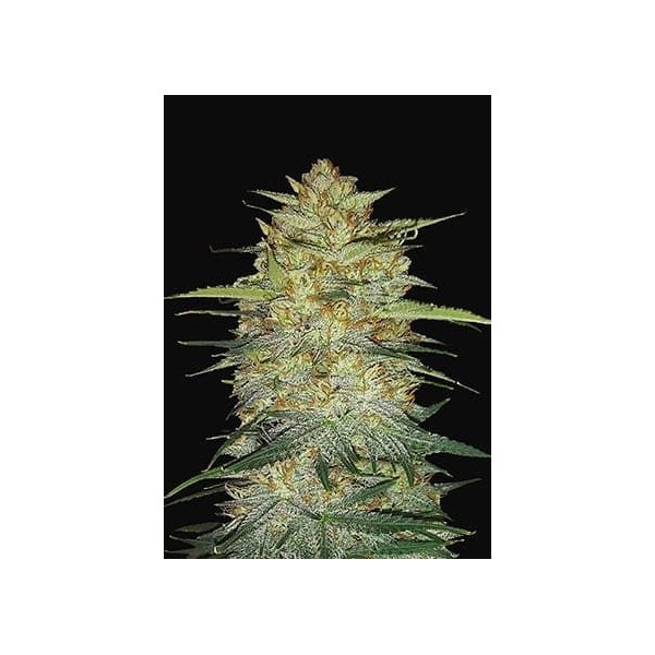 OG Kush - Fast Buds Seeds | Autoflower