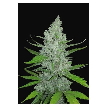 Sour Diesel - Fast Buds Seeds | Autoflower Cannabis Seeds