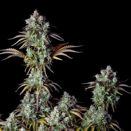 Big Bud - Fast Buds Seeds | Autoflower Cannabis Seeds