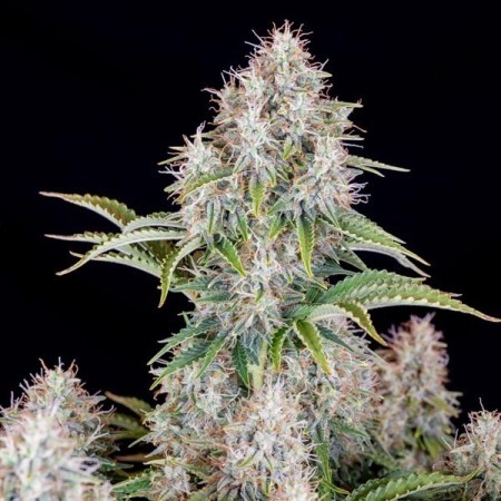 Cinderella - Fast Buds Seeds | Autoflower Cannabis Seeds