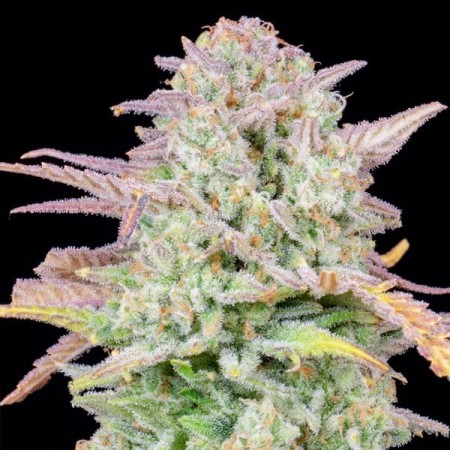 Trainwreck - Fast Buds Seeds | Autoflower Cannabis Seeds