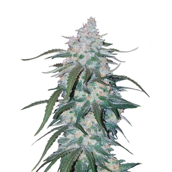 Pineapple Express - Fast Buds Seeds | Autoflower