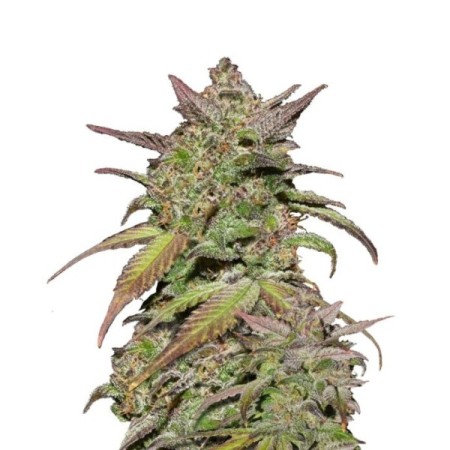 Smoothie - Fast Buds Seeds | Autoflower Cannabis Seeds