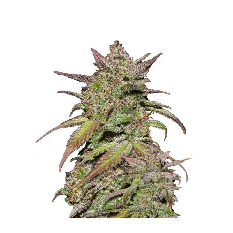 Smoothie - Fast Buds Seeds | Autoflower Cannabis Seeds