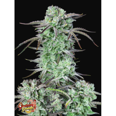 Strawberry Banana - Fast Buds Seeds | Autoflower Cannabis Seeds