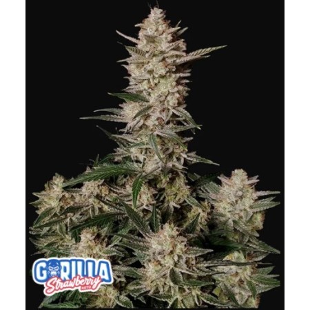 Strawberry Gorilla - Fast Buds Seeds | Autoflower Cannabis Seeds
