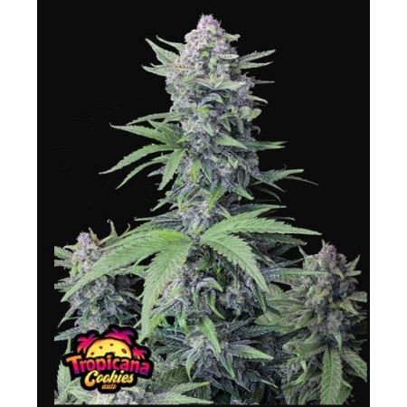 Tropicana Cookies - Fast Buds Seeds | Autoflower Cannabis Seeds Tropicana Cookies - Fast Buds Seeds | Autoflower Cannabis Seeds