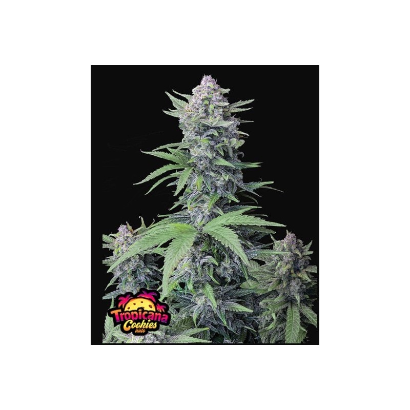 Tropicana Cookies - Fast Buds Seeds | Autoflower Cannabis Seeds Tropicana Cookies - Fast Buds Seeds | Autoflower Cannabis Seeds
