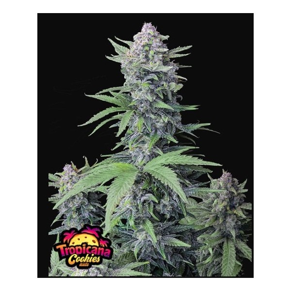 Tropicana Cookies - Fast Buds Seeds | Autoflower
