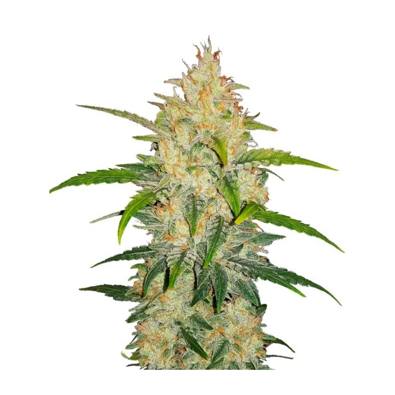 Zkittlez - Fast Buds Seeds | Autoflower Cannabis Seeds