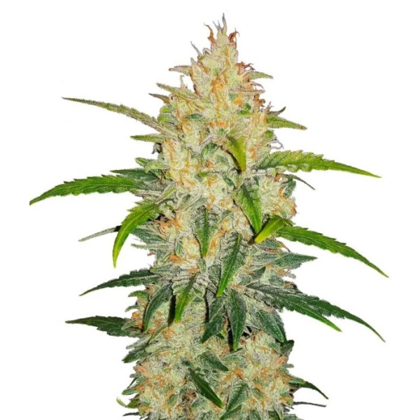 Zkittlez - Fast Buds Seeds | Autoflower