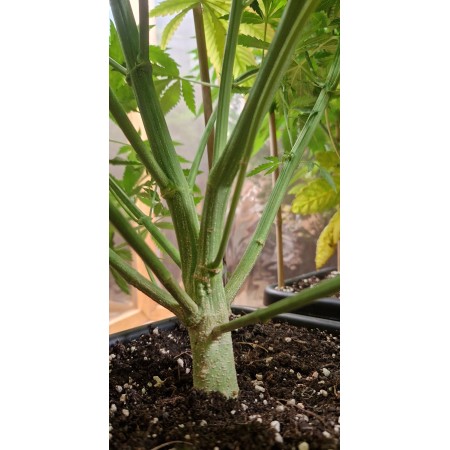 Zkittlez - Fast Buds Seeds | Autoflower Cannabis Seeds