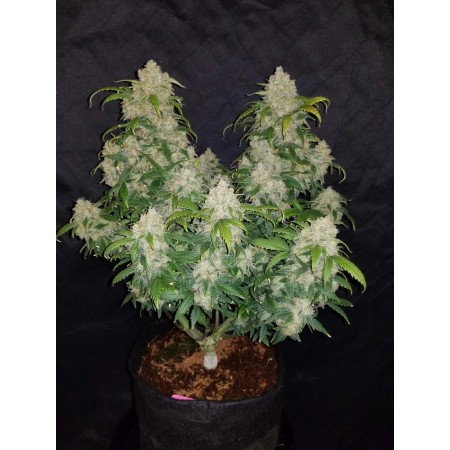 Zkittlez - Fast Buds Seeds | Autoflower Cannabis Seeds
