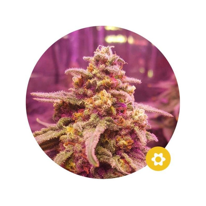 Northern Lights - Hempire Seeds | Autoflowering Cannabis Seeds Northern Lights - Hempire Seeds | Autoflowering Cannabis Seeds