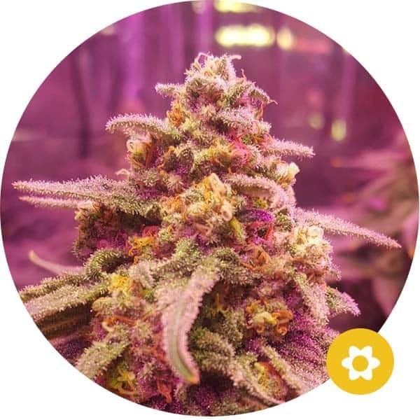 Northern Lights - Hempire Seeds | Autoflowering