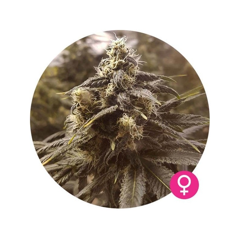 Northern Lights - Hempire Seeds | Feminized Cannabis Seeds