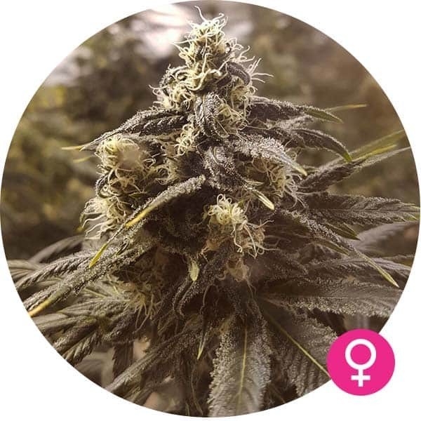 Northern Lights - Hempire Seeds | Feminized