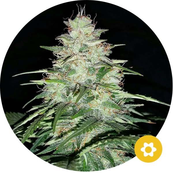 Critical - Hempire Seeds | Autoflowering
