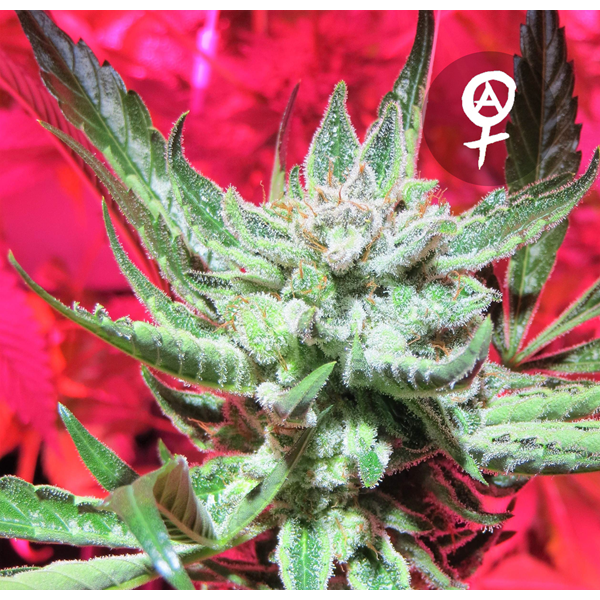Amnesia x Blueberry - Hempire Seeds | Autoflowering