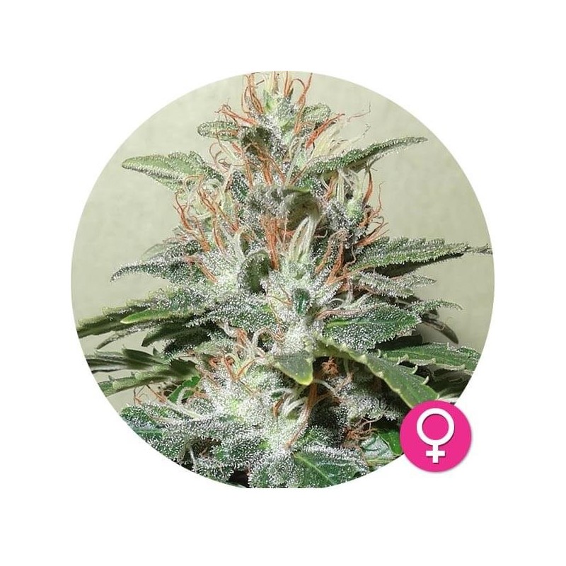 Amnesia Haze - Hempire Seeds | Feminized Cannabis Seeds Amnesia Haze - Hempire Seeds | Feminized Cannabis Seeds