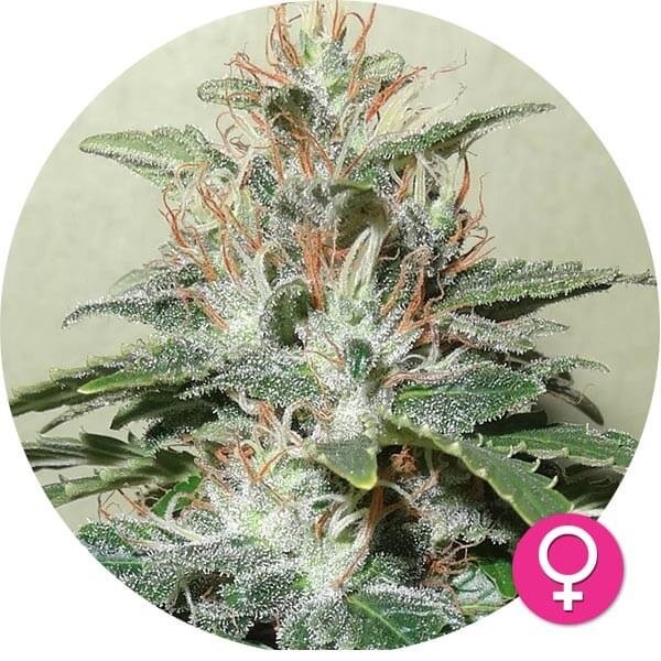Amnesia Haze - Hempire Seeds | Feminized